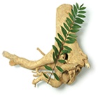 herberex_tongkatali_140